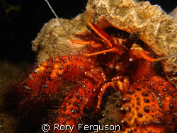 Red Bristled Hermit Crab, Taken on night dive Maumere Bay... by Rory Ferguson 